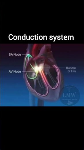 Conduction system of heart / electrical pathway of heart #medicaleducation #heart #physiology