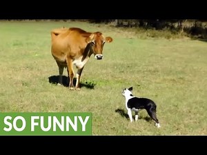 Dog introduced to dairy cow, unexpected playtime ensues