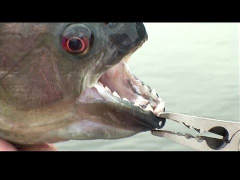 Amazon River Monsters - Giant Catfish and Wild Jungle Adventure