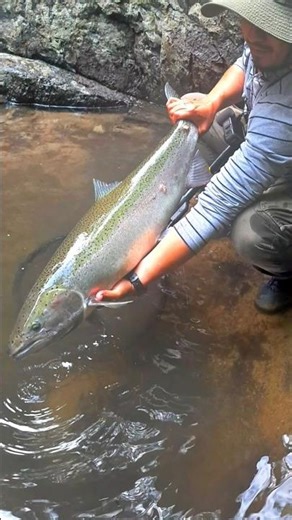 British Columbia steelehead #steelheadfishing #salmonfishing #britishcolumbia #riverfishing