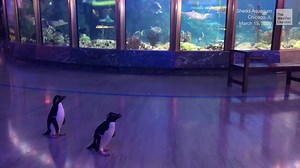Aquarium geschlossen: Pinguine gehen auf Entdeckungstour
