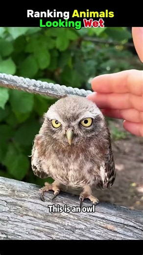 Why Do Wet Animals Look So Funny? Ranked 😭 #animals #funny