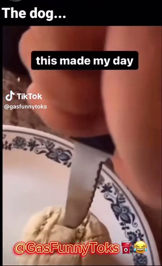 😂😂 Bro The dog had me Cryin 😂😂 #fyp #trending #darkhumor #fyppage #funnytiktoks #funnyvideos😂 #foryoupage #funnydogs #dogmemes #fyppppppppppppppppppppppp