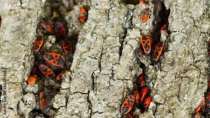 Macro video of clusters of soldier beetles in crevices of tree bark. Mating and reproduction occur in beetles.