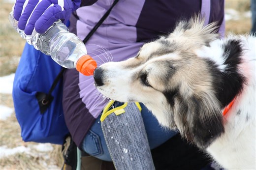 10 Dog Hydration Tips for All Seasons You Must Know