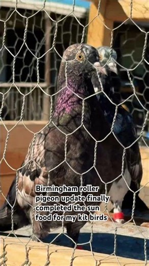 Birmingham roller pigeon update finally completed the sun roof for my kit birds#rollerpigeon