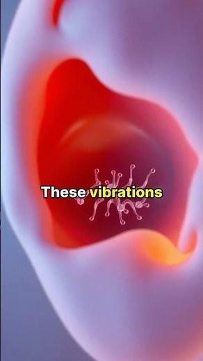 How We Hear: The Journey of Sound Waves Explained