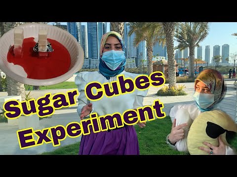 Water Absorption Property in Materials - Sugar Cubes Experiment 🧫