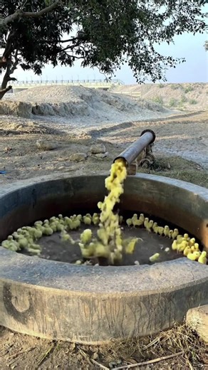 Chicks Hatching from Tube-Well: A Comedy Sketch