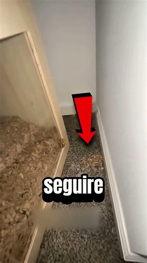 ha perso il suo animale domestico😳