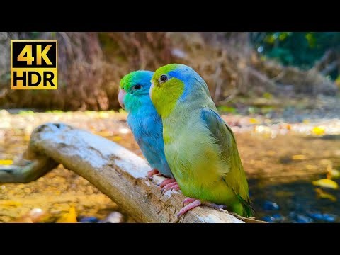 Cuddly Love Birds: 1 Hour of Soft Parrotlet Sounds for Relaxation & Focus (4K)