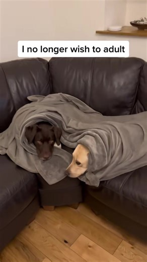 #onthisday #kalithecollielab #flufftortilla #doglife @Willow the Scottish Labrador