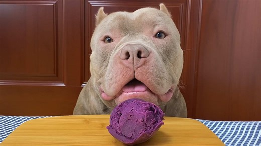 Dog tries to understand why food is purple