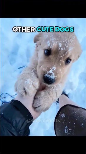 Other Cute Dogs Vs This One… 💀 #shorts