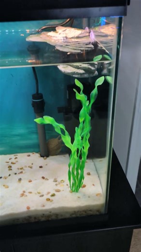 My Soft Shell Turtle in 30 gal aquarium.