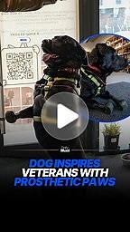 Dog with titanium prosthetic paws supports veterans in Kyiv