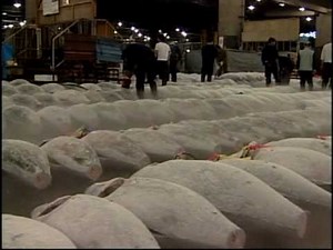 Seafood Watch: Your Seafood Choices Matter