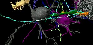 Gaining Insight Into the Neuronal Circuitry of the Developing Brain | Cell And Molecular Biology