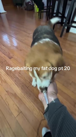 Funny beagles #funny #dog #dogs #dogsoftiktok #doglife #funnyvids #pet #beaglesoftiktok