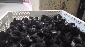 🐣 Black Australorp Chicks Available Now! Looking to raise hardy, calm, and excellent layers? Our Black Australorp chicks are ready for you! ✅ Fast growers ✅ Great egg layers ✅ Perfect for both beginners and seasoned farmers 📍 Visit us at Nhema Chickens & Hatcheries Shop 5, NRZ Complex, Harare 📲 Call/WhatsApp [0786452809] Start your flock strong with a trusted breed!*🐔💪 | Nhemachickens & Hatcheries