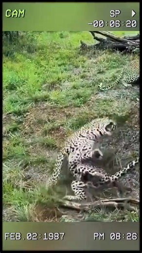 Facing the cobra, the leopard paid a heavy price. #wildanimals #animals #foryou | Laisa Andrioli