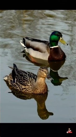 Beautiful Ducks Swimming Gracefully | Colorful Ducks in Nature | Relaxing Nature Video #Ducks #fyp