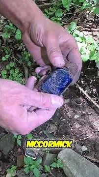 Rare McCormick ‘Bee Brand’ Bottle Found in Kentucky Creek! 🐝