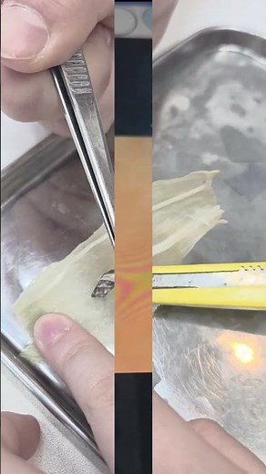 세포관찰을 해봄시다