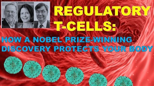 2025 Nobel Prize in Medicine explained: The discovery of regulatory T-cells /How Tregs protects body | Brain Blitz Audios