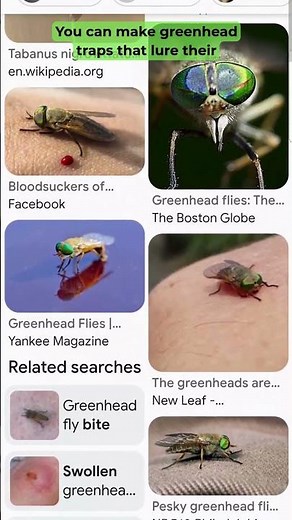 Greenhead Flies and Horses - Make Your Own Fly Traps