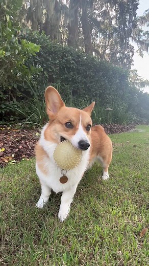 Corgi Butts Running: Adorable Corgi Pups in Action