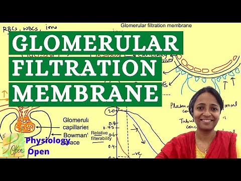 Glomerular filtration membrane | Mechanism of urine formation | Renal system 1st MBBS physiology