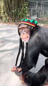 Nathan Burke | Runnin the block with Rasta Chimpy 🇯🇲🦍💨 • @limbanizwf @zwfmiami • #chimpanzee #rasta #animals #monkey #ape #reels #jamaica | Instagram