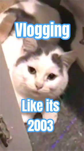 Handsome Karl 🐈 #catshorts #catvideo #shorts #shortvideo #shortsviral #shortfeed #nostalgia