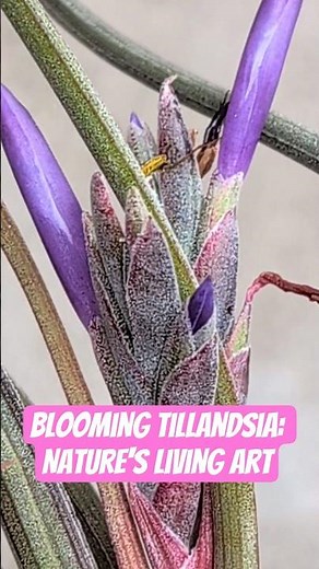 Blooming Tillandsia: Nature's Living Art