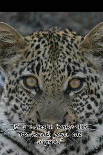 Cheetah Vs Leopard _ who won?🤔🧐 #animals intelligence #mammals