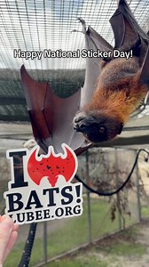 Happy national sticker day! Check out the “Shop” 🔗 in our bi0 to check out our selection of batty stickers. Proceeds support the bats of Lubee and bat conservation! 🦇 #bats #animals #fypシ #cute #florida | Lubee Bat Conservancy