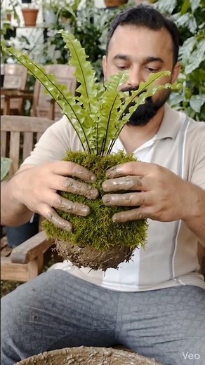 DIY Bird's Nest Fern Kokedama: Potless Gardening Tutorial #diy #gardening #ideas #plantingideas
