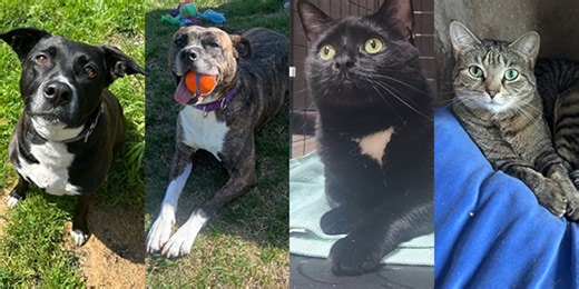 Pets with Potential: Meet Diva, Minnie, Scarlet, and Harper