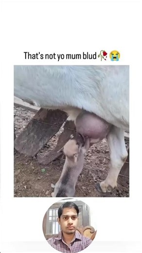 That_s_Not_Yo_Mum_😭_#dogs_#whelping_#funnypuppy
