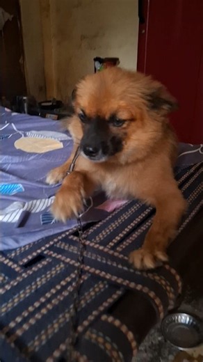 Cutest culture dog #dog #culture #cute #pets