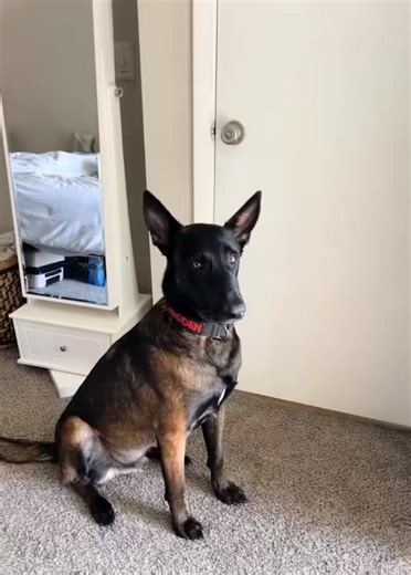 When you thought you were getting a K9, but you end up with a K8.5.