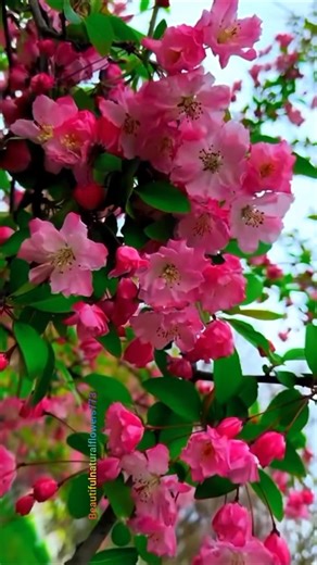 "Spring Flowers Blooming 🌸 So Peaceful & Satisfying!"