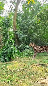 245K views · 895 reactions | Leopard vs The man 藍 | Comedian Milton Katazian | Facebook