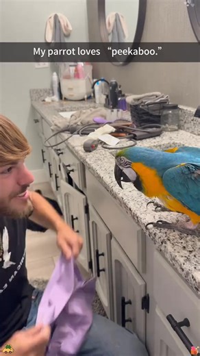 “peekaboo.”#parrot #parrotsoftiktok #cuteparrot #peekaboo #funnyvideos | Pet Lovers Paradise
