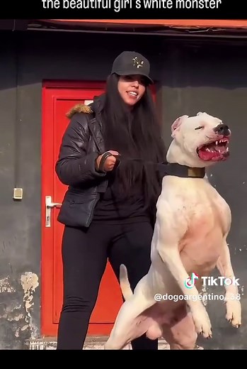 Dogo Argentino: The Powerful Breed