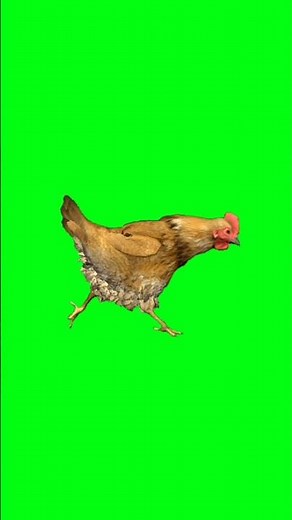 Chicken Green Screen video | Chroma Key #chicken #green #greenscreen #greenscreenvideo #chromakey