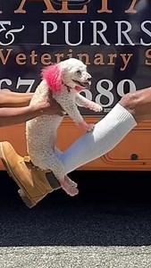 23K views · 31K reactions | Shoutout to the best veterinarian in the city, thank you for pulling up on me and taking care of my baby girl! Now I gotta get her a pup cup thanks to you! ONLY mobile vet I know! Now Hype me up damnit! ️ @royalpawsandpurrsdoc  | Joseph Fogg | Facebook