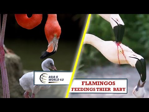 Pink Flamingos unusual feeding method explained