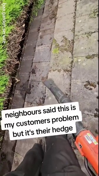 Neighbours said a hedge was my customer's problem - here's what I did
